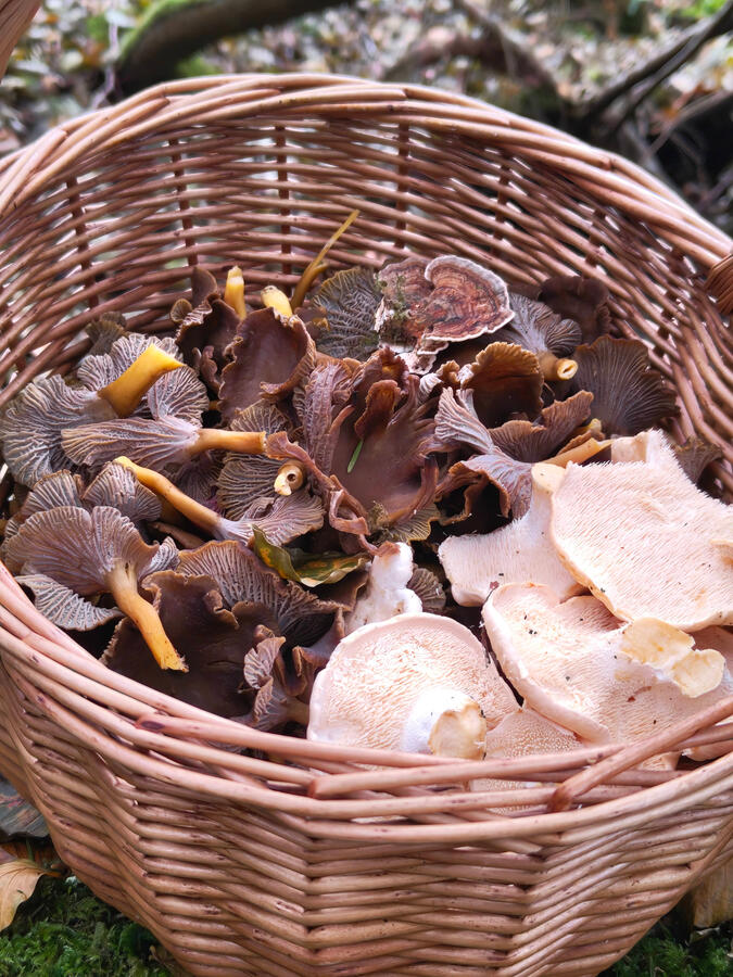Foraged salad