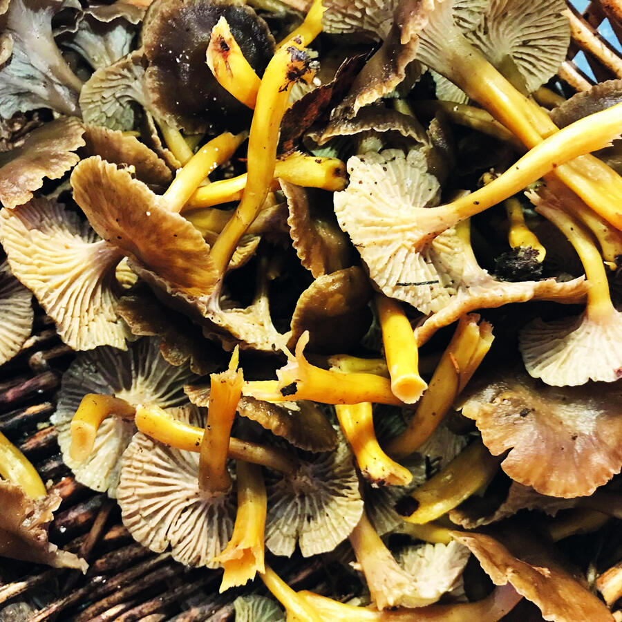 Winter chanterelles